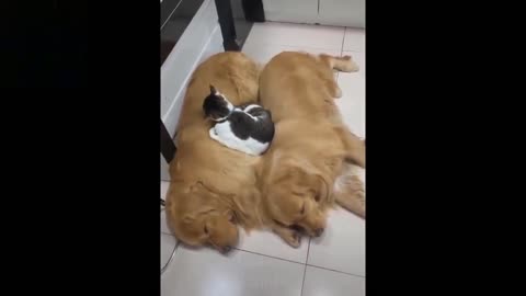 the funniest and cutest pet videos