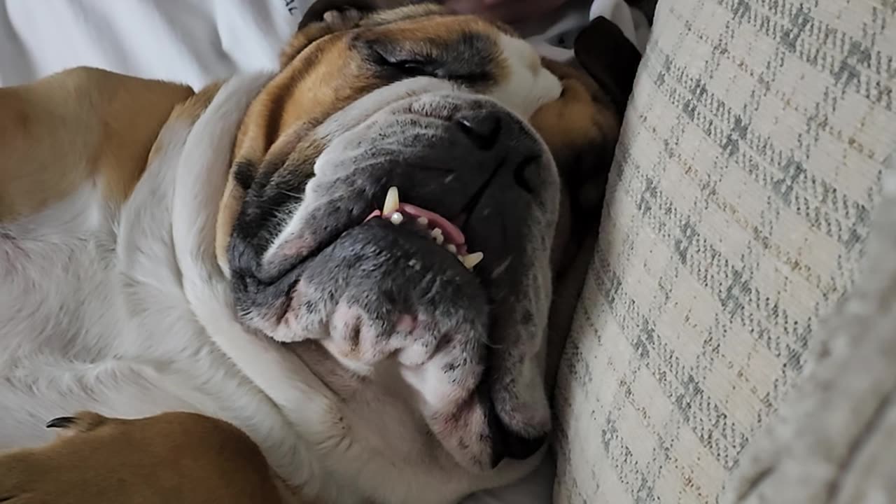 Bulldog Sleeps Soundly in Dad's Arms