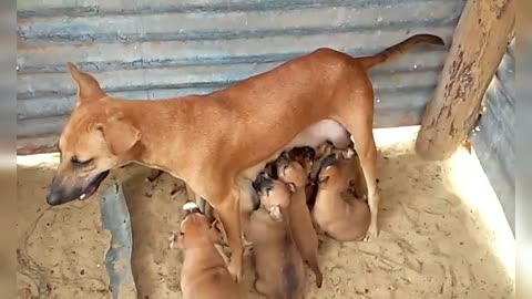 A dog mom feeds her babies standing