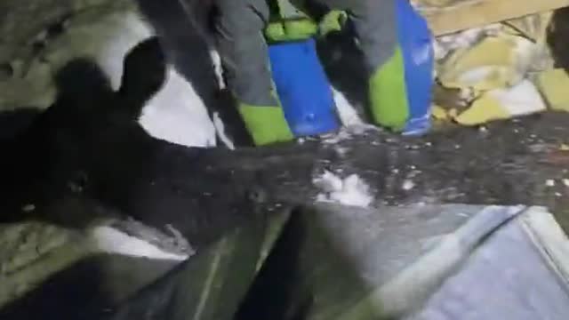 Saving Cows After Snow Causes Roof to Collapse