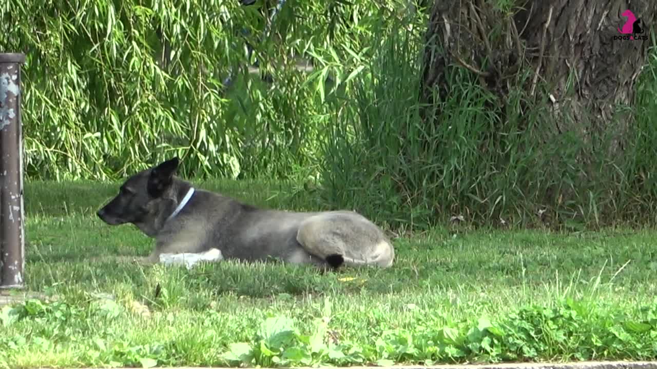 10 sounds dogs love to hear the most