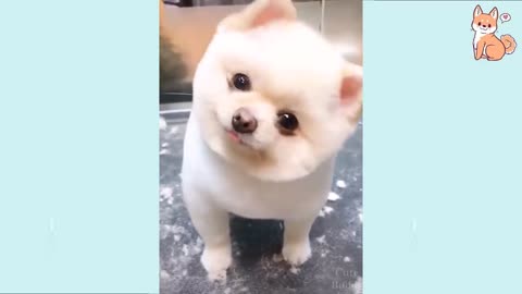 funny dog video | malu trevejo dog video | cute dog video