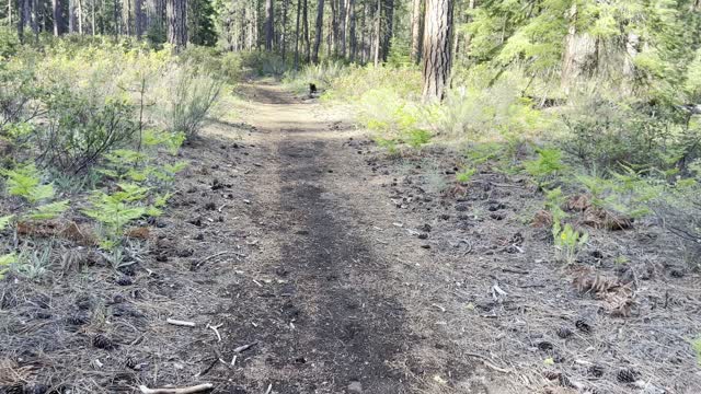 Just Getting Started – Black Butte Trail – Deschutes National Forest – Central Oregon – 4K