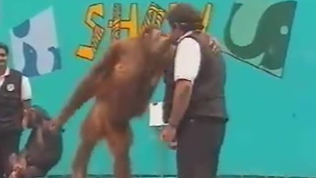 this is Funny Animal Show