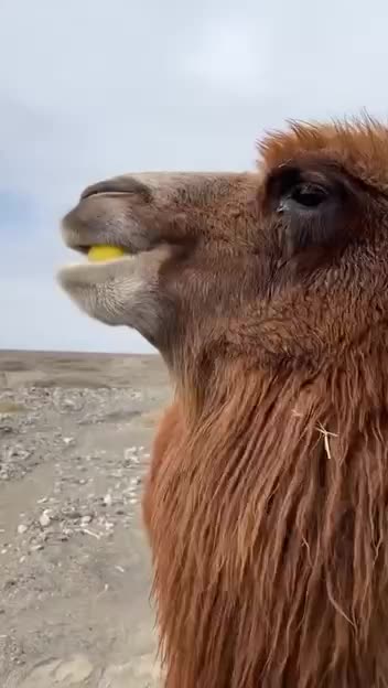 When you tried lemons for the first time 😂😂😂