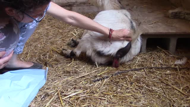 Lambie the goat gives birth to twins