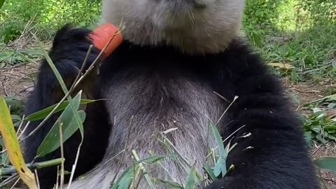 Panda loves to eat