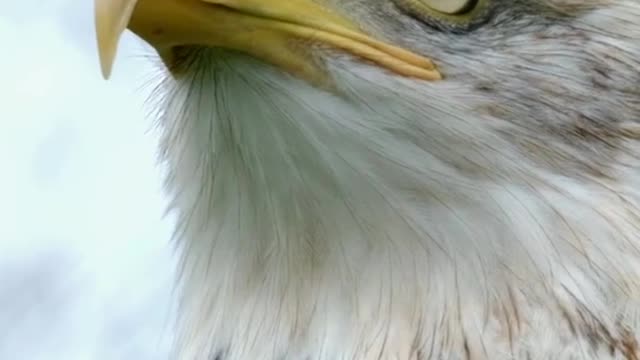 Eagles eyes eye catching