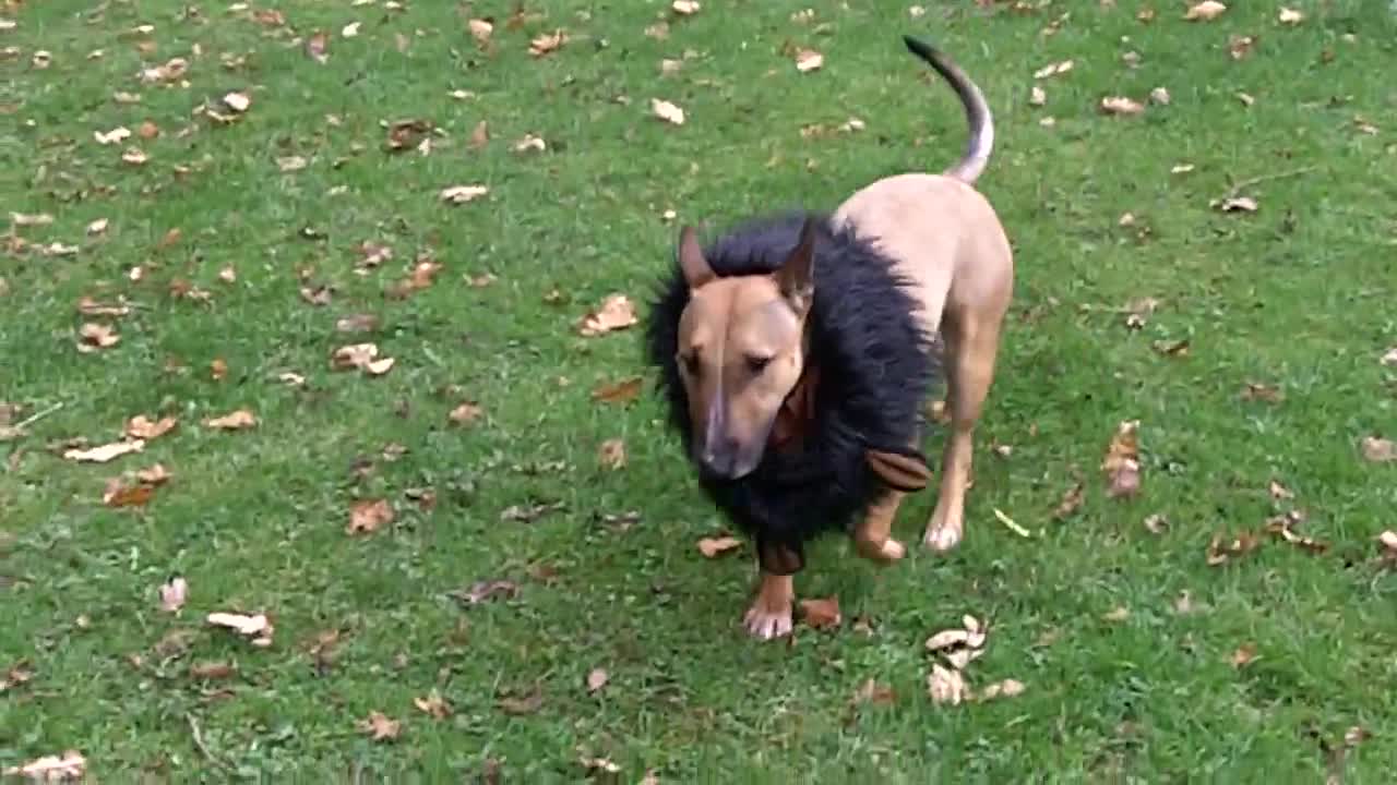 English Bull Terrier Paisley.