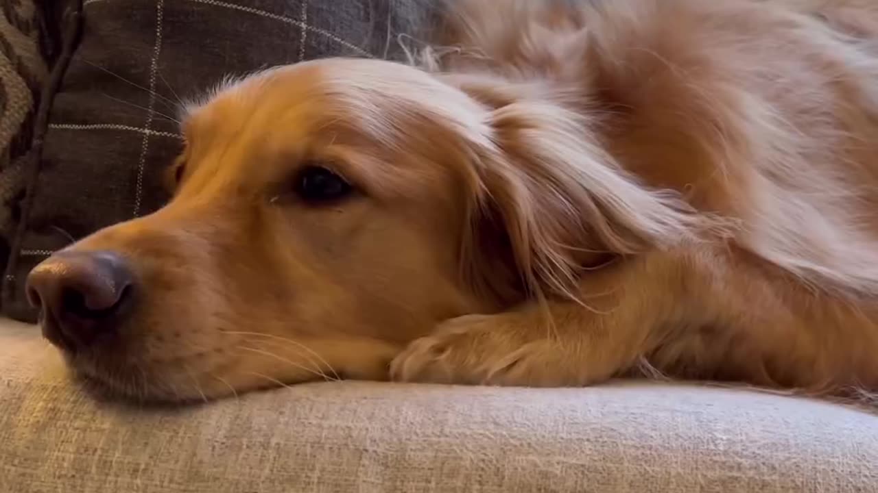 Dogs have that selective hearing… #dog #goldenretriever