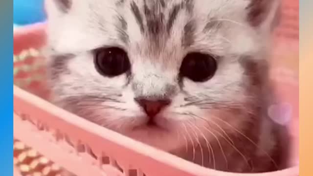 Baby Cats - Cute and Funny Cat !! | Aww Animals 😃😃 😺😺