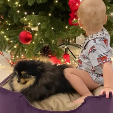 Toddler Playing with the Dog
