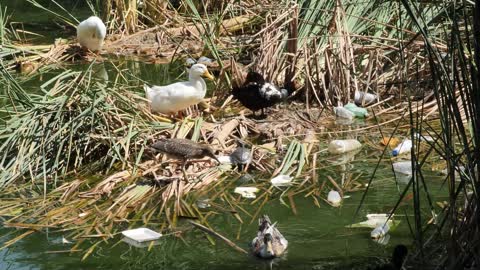 Ducks around a dirty and polluted river