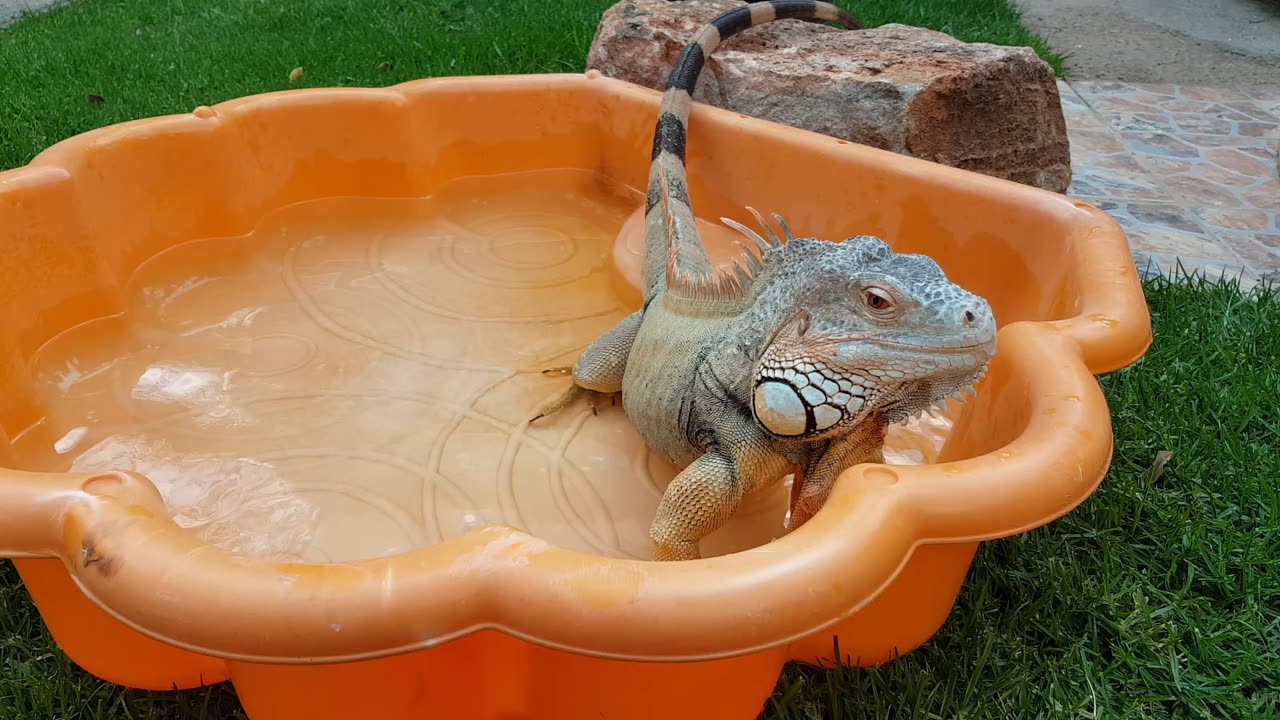 Green Iguana Goes Swimming!