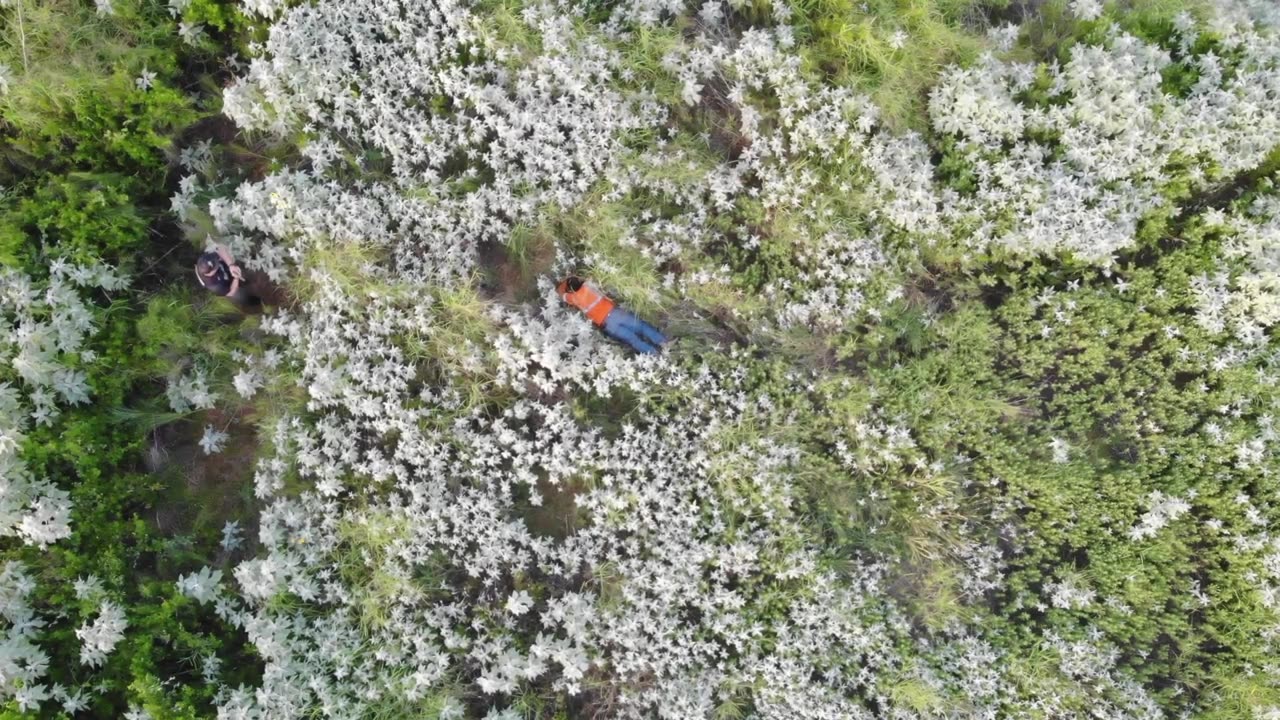 Fleeing suspect wearing bright orange worker vest fails to camouflage himself in TX brush