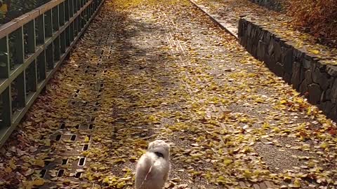 a puppy walking on fallen leaves