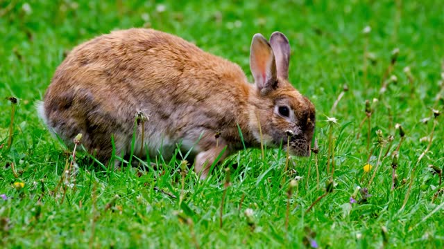 Rabbit eating.