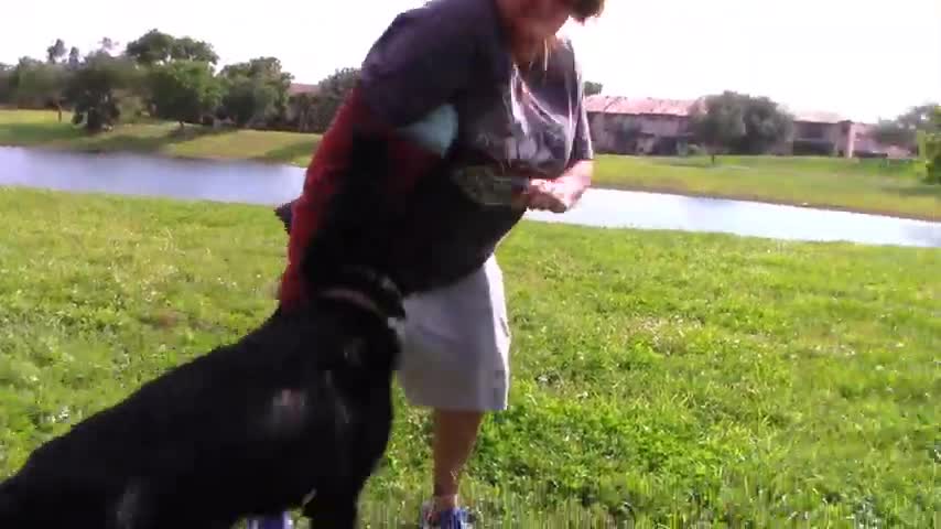 Guard Dog Training Step by Step!.... must watch!