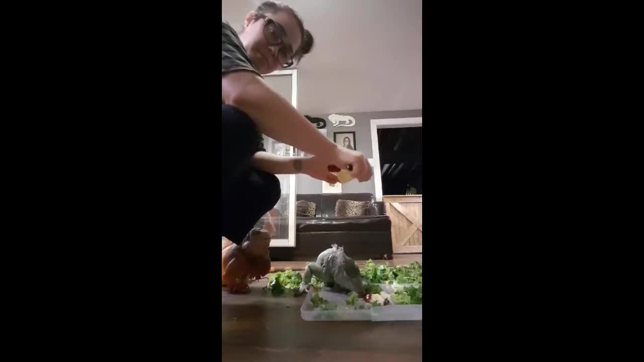 These Pampered Iguanas Like Their Apples To Be Hand Fed To Them