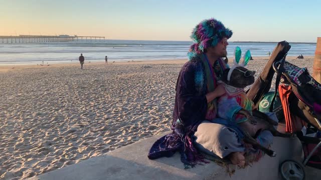 The dog relaxes on seaside sha