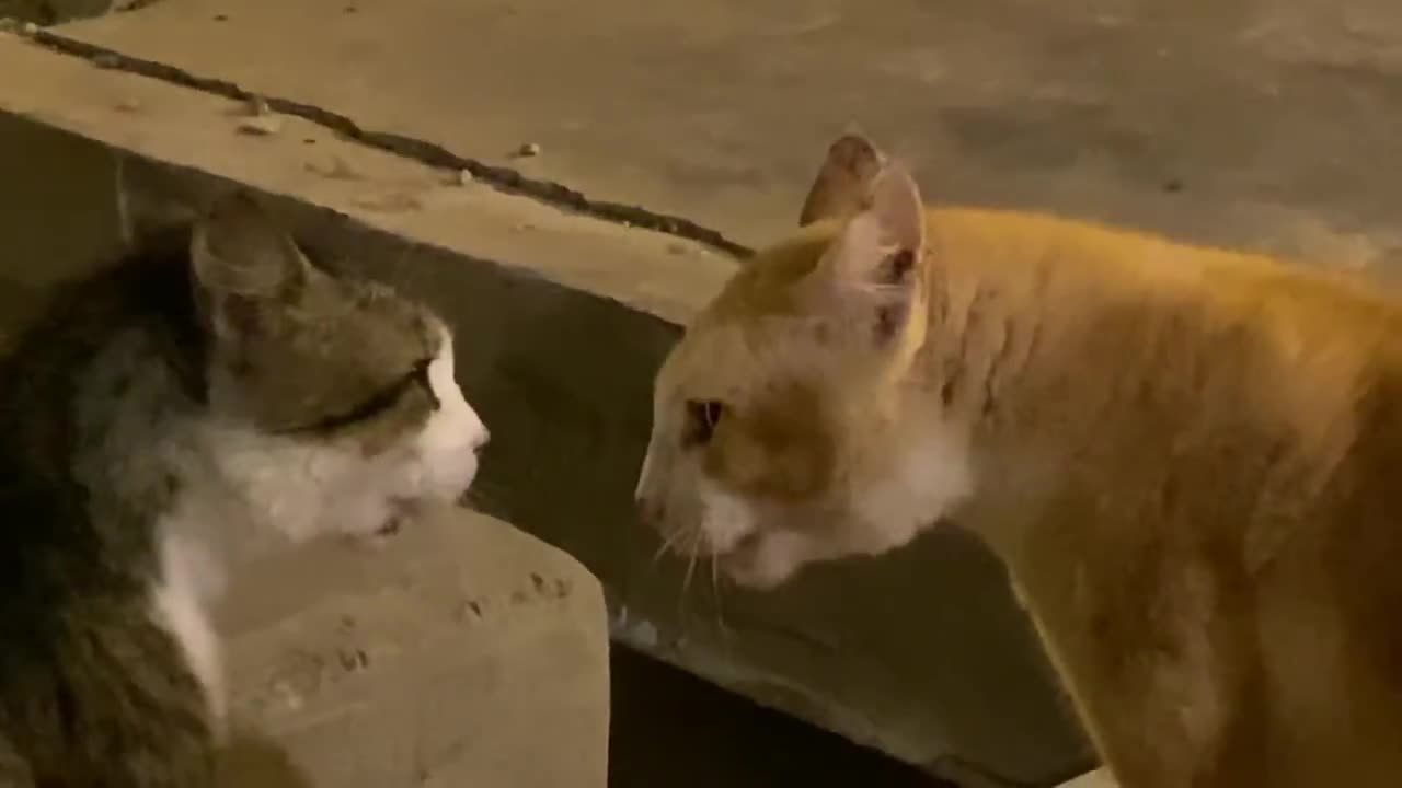 Cat fight gone wrong.. watch till the end.