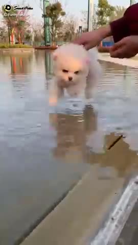 Funniest Animals - Best Of The 2021 Funny Animal Videos #2 Super Funny Dog Videos