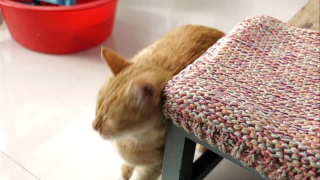 Orange cats are itchy and tickle, but they are still very cute. Do you like them?