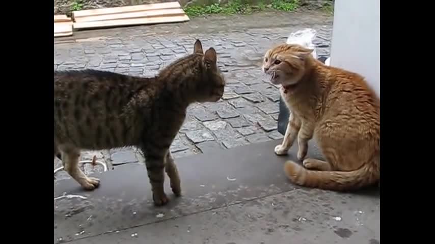 Cats meowing very loudly ( Very Angry Cats )