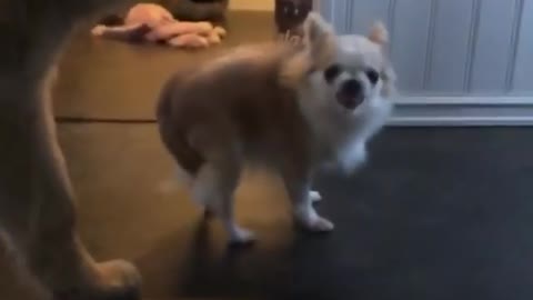 Beautiful dogs 2020