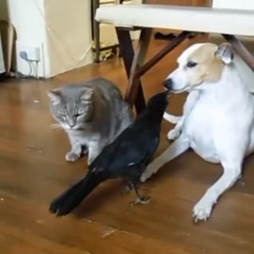 Cat chat 🐱🐱🐱🐱🐱🐱🐱🐱