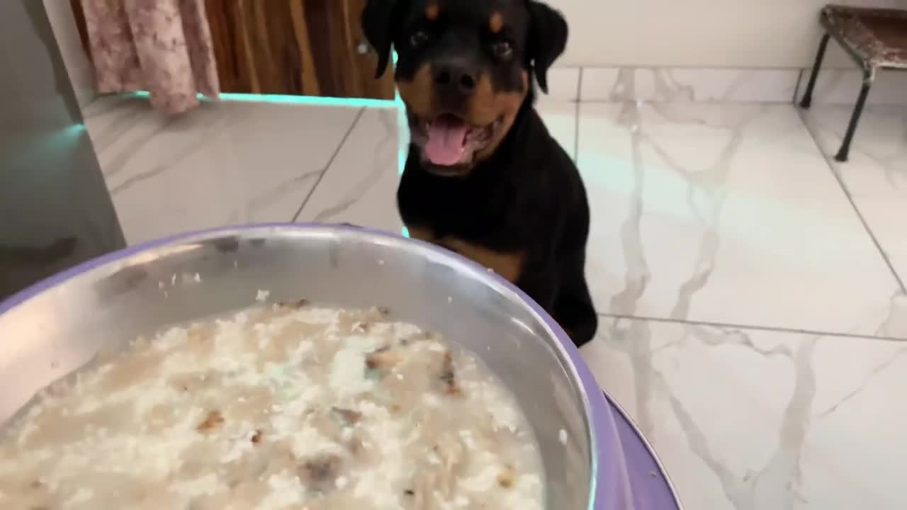 Home-made Food for Dogs with 100% Result