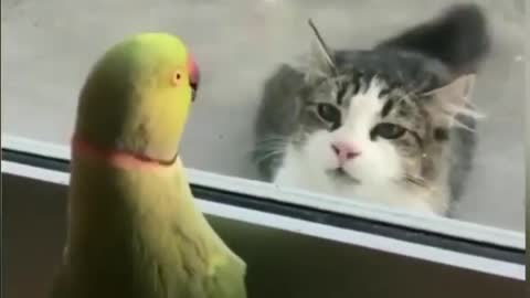 Funny Parrot