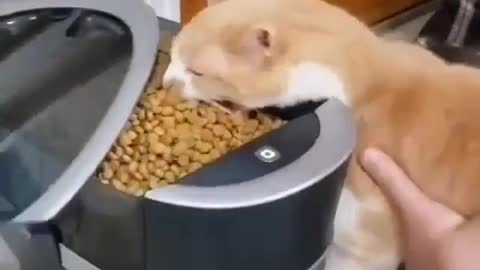 KITTEN CANNOT SEE FOOD THAT IS ALREADY ATTACKING SOON