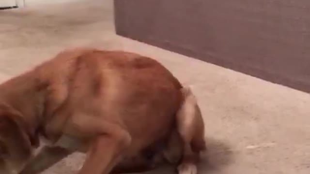 Brown dog falling over and laying on carpet