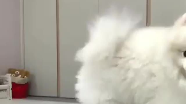 Bottle Cap Challenge, He nailed it 😂