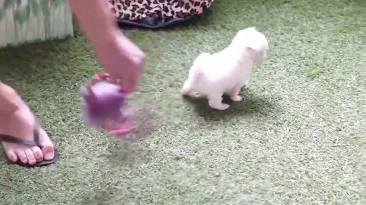 Tiny Adorable Puppy | The cutest puppy you have ever seen! | EasonWorld