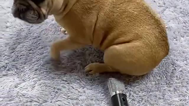 dog farting on a mic ha ha