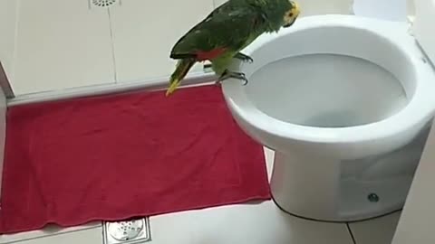 Who sings that?