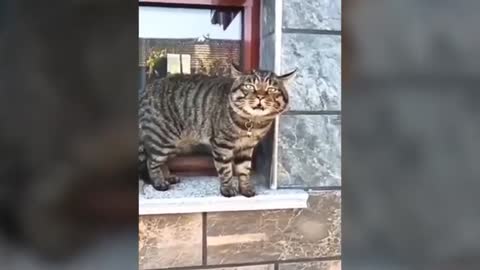 Talking Cats? Cats Speak English Better Than Humans