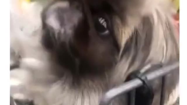 Funny and Cute compilation | Cute compilation. #shorts