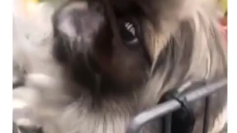 Funny and Cute compilation | Cute compilation. #shorts