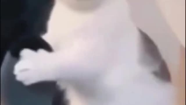 Cat video game. Funnycats
