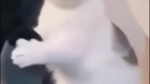 Cat video game. Funnycats