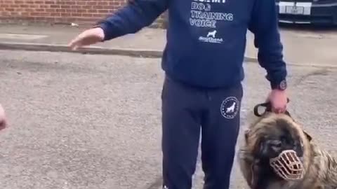 big dog world yha denger