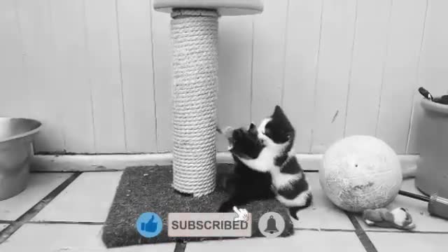 Watch this cat do the John Sena style. Really funny and cute.