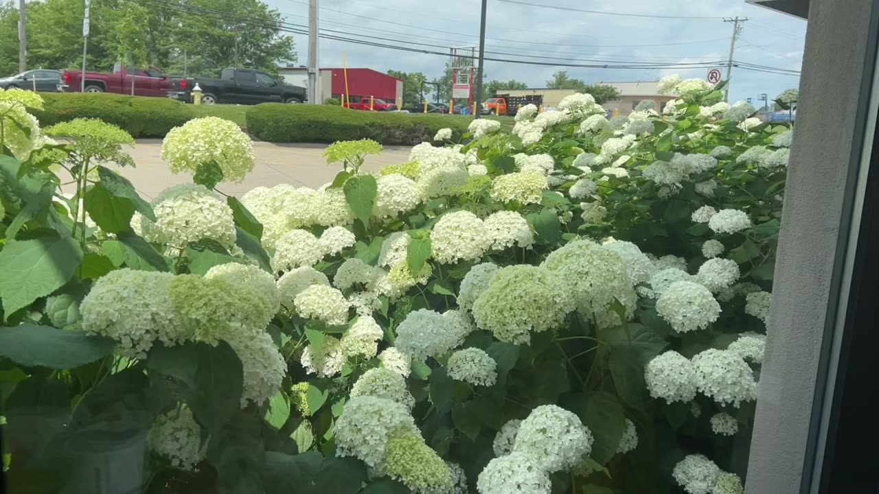 Pretty Flowers