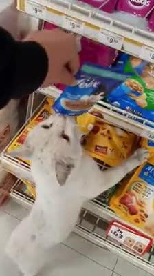 La estrategia de un gato para que los clientes de una tienda le compren sus golosinas favoritas