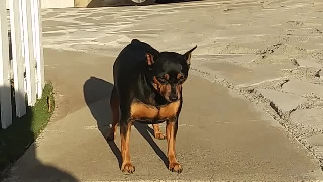 So funny dog 😂😂😂