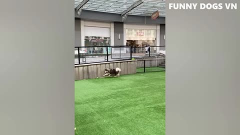 Funniest Animal Video Compilation!