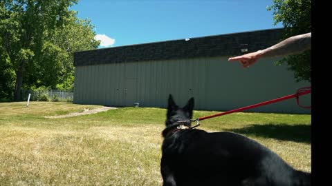 EXTREMELY LEASH AGGRESSIVE GERMAN SHEPHERD TRYS TO ATTACK DOGS !